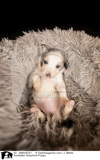 Australian Shepherd Welpe / Australian Shepherd Puppy / JAM-04721