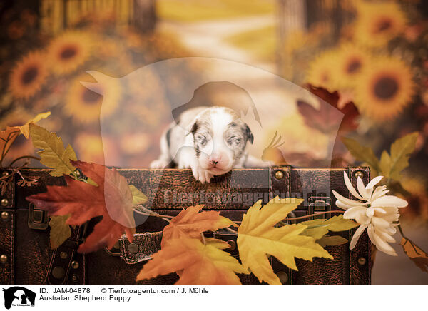 Australian Shepherd Welpe / Australian Shepherd Puppy / JAM-04878