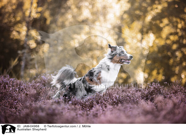 Australian Shepherd / Australian Shepherd / JAM-04968