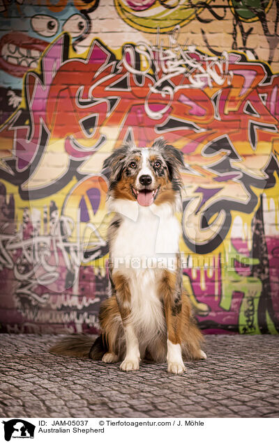 Australian Shepherd / Australian Shepherd / JAM-05037