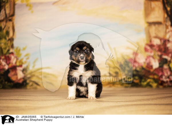 Australian Shepherd Welpe / Australian Shepherd Puppy / JAM-05065