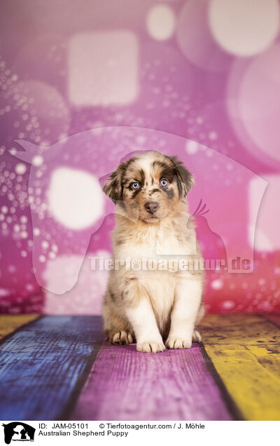 Australian Shepherd Welpe / Australian Shepherd Puppy / JAM-05101