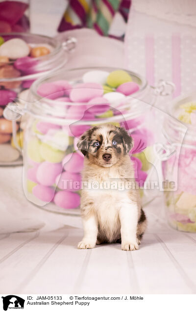 Australian Shepherd Welpe / Australian Shepherd Puppy / JAM-05133