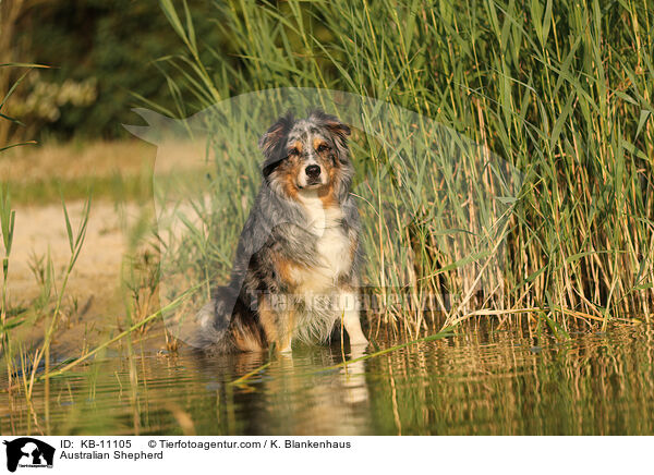 Australian Shepherd / Australian Shepherd / KB-11105