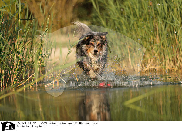 Australian Shepherd / Australian Shepherd / KB-11125