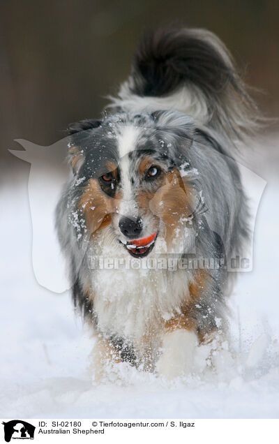 Australian Shepherd / Australian Shepherd / SI-02180