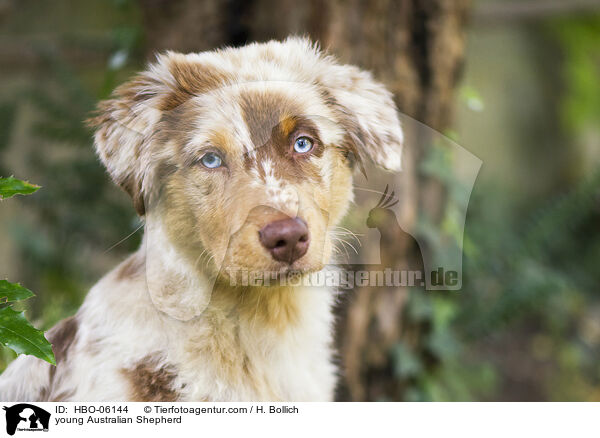 junger Australian Shepherd / young Australian Shepherd / HBO-06144