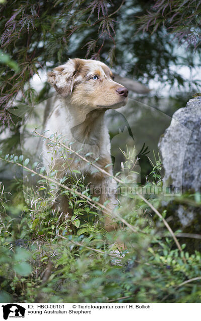 junger Australian Shepherd / young Australian Shepherd / HBO-06151