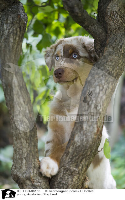 junger Australian Shepherd / young Australian Shepherd / HBO-06153