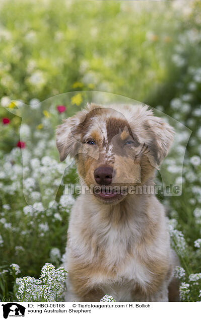 junger Australian Shepherd / young Australian Shepherd / HBO-06168