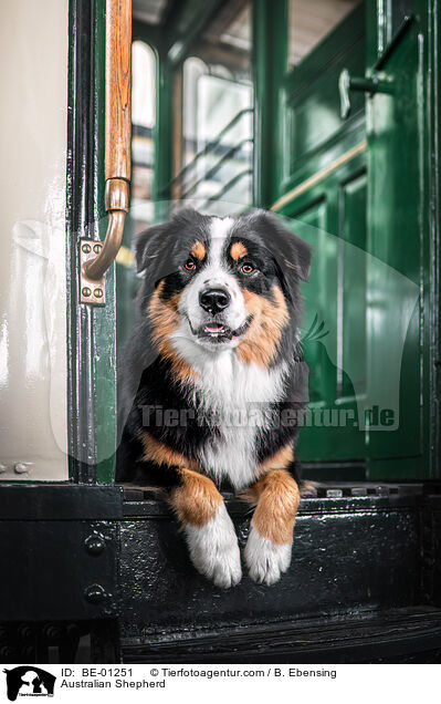 Australian Shepherd / Australian Shepherd / BE-01251