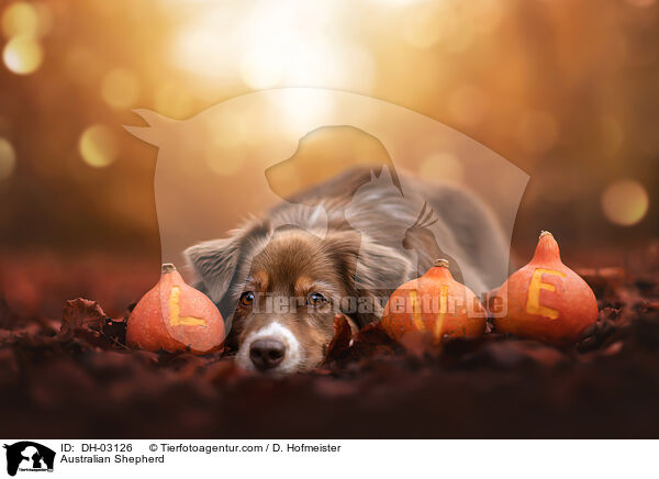 Australian Shepherd / Australian Shepherd / DH-03126