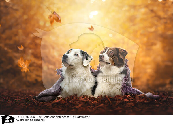 Australian Shepherds / Australian Shepherds / DH-03206