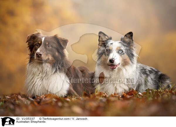 Australian Shepherds / Australian Shepherds / VJ-05337