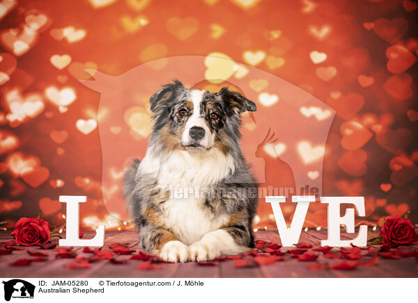 Australian Shepherd / JAM-05280