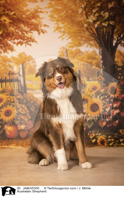 Australian Shepherd / JAM-05300