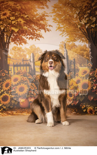 Australian Shepherd / JAM-05303