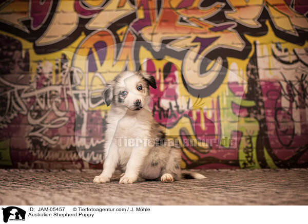 Australian Shepherd Puppy / JAM-05457