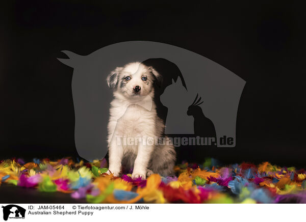 Australian Shepherd Welpe / Australian Shepherd Puppy / JAM-05464