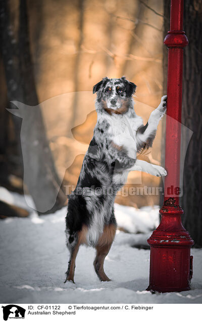 Australian Shepherd / Australian Shepherd / CF-01122