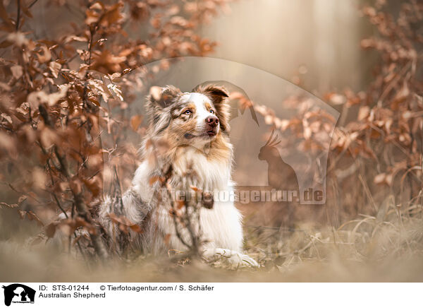 Australian Shepherd / STS-01244