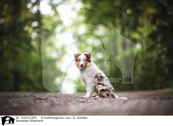 Australian Shepherd / Australian Shepherd / STS-01250