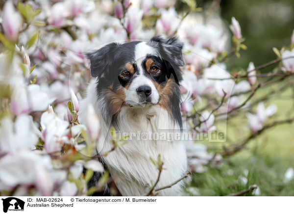 Australian Shepherd / Australian Shepherd / MAB-02624