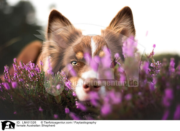 Australian Shepherd Hndin / female Australian Shepherd / LM-01326