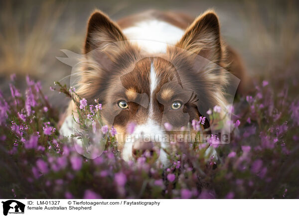 Australian Shepherd Hndin / female Australian Shepherd / LM-01327