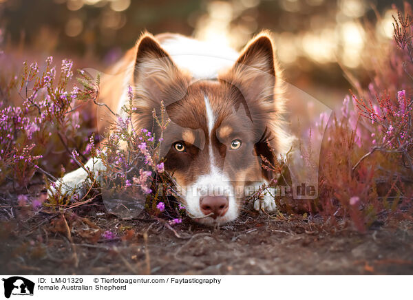 Australian Shepherd Hndin / female Australian Shepherd / LM-01329