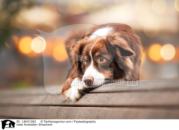 Australian Shepherd Rde / male Australian Shepherd / LM-01362