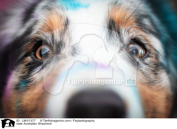 male Australian Shepherd / LM-01377