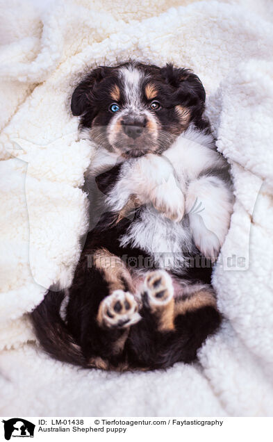 Australian Shepherd Welpe / Australian Shepherd puppy / LM-01438