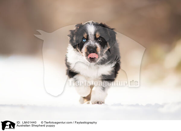 Australian Shepherd puppy / LM-01440