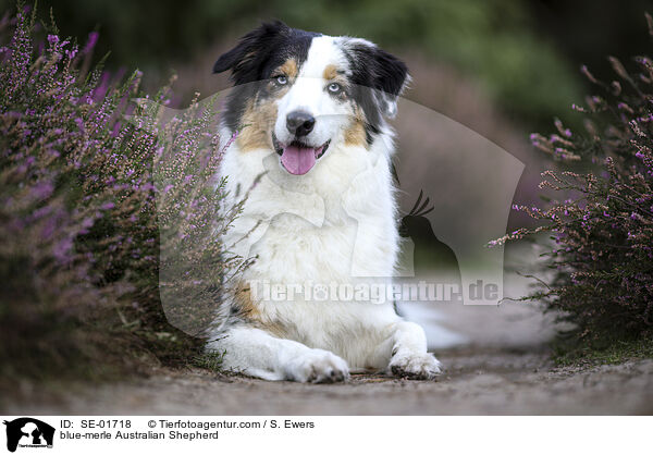 blue-merle Australian Shepherd / blue-merle Australian Shepherd / SE-01718