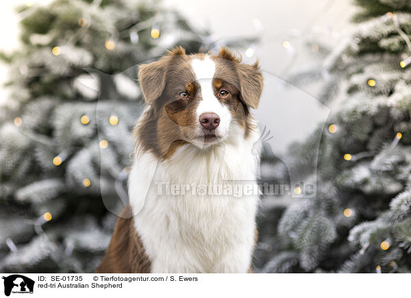 red-tri Australian Shepherd / red-tri Australian Shepherd / SE-01735