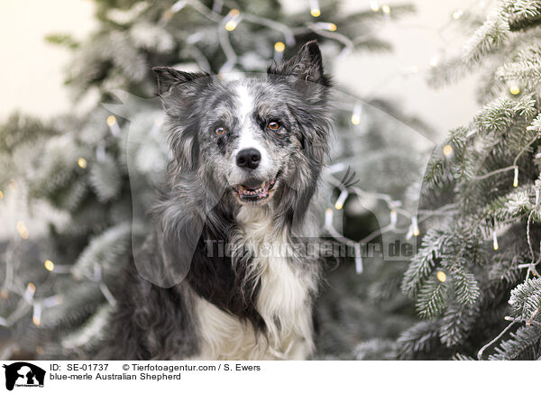 blue-merle Australian Shepherd / blue-merle Australian Shepherd / SE-01737