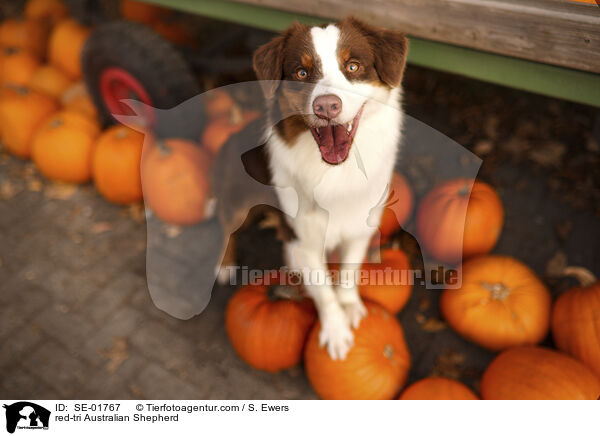 red-tri Australian Shepherd / red-tri Australian Shepherd / SE-01767