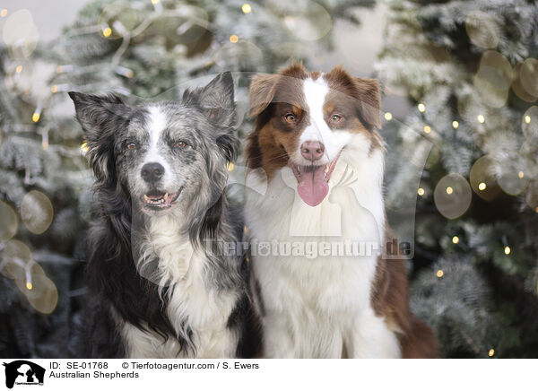 Australian Shepherds / Australian Shepherds / SE-01768