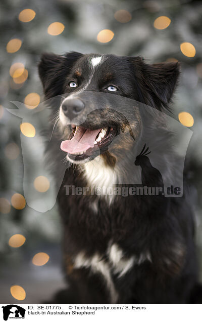 black-tri Australian Shepherd / black-tri Australian Shepherd / SE-01775