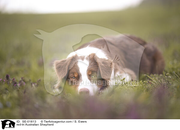 red-tri Australian Shepherd / red-tri Australian Shepherd / SE-01813