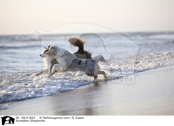 Australian Shepherds / Australian Shepherds / SE-01822