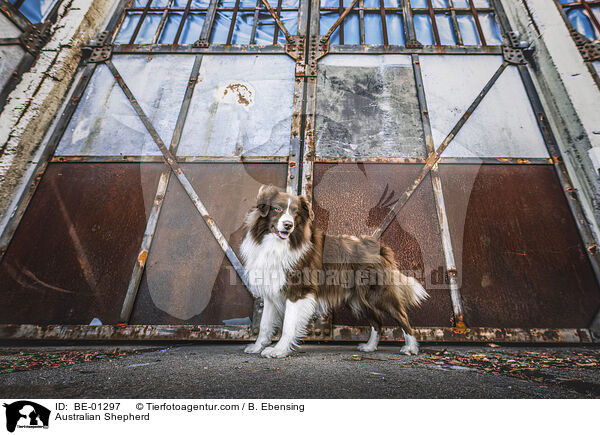Australian Shepherd / Australian Shepherd / BE-01297