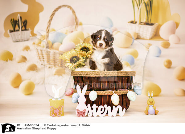 Australian Shepherd Welpe / Australian Shepherd Puppy / JAM-05634