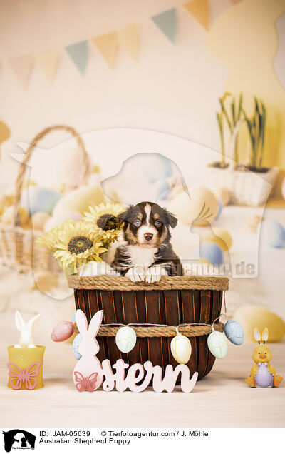 Australian Shepherd Welpe / Australian Shepherd Puppy / JAM-05639
