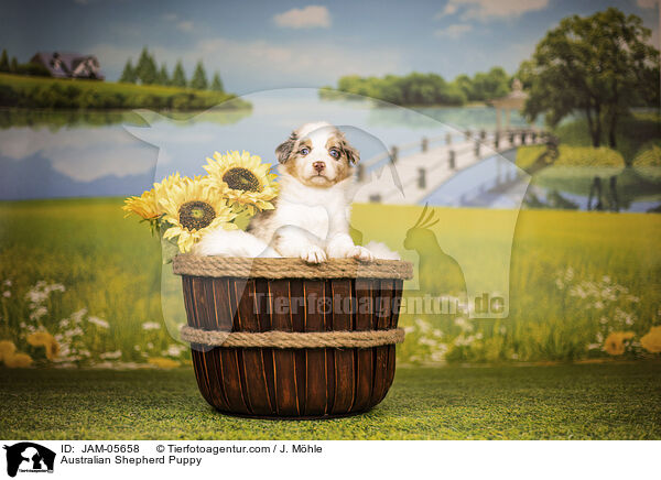 Australian Shepherd Welpe / Australian Shepherd Puppy / JAM-05658
