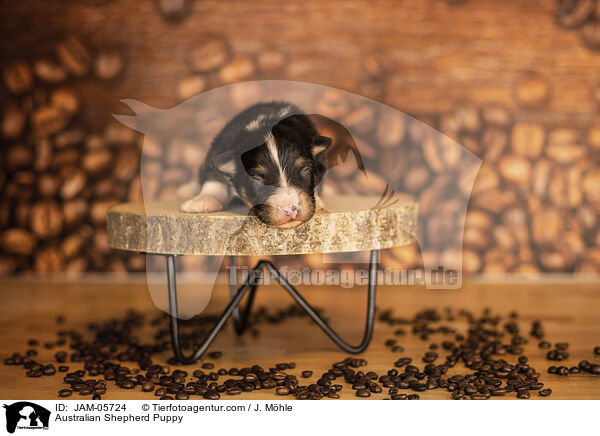 Australian Shepherd Welpe / Australian Shepherd Puppy / JAM-05724