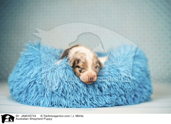 Australian Shepherd Welpe / Australian Shepherd Puppy / JAM-05734