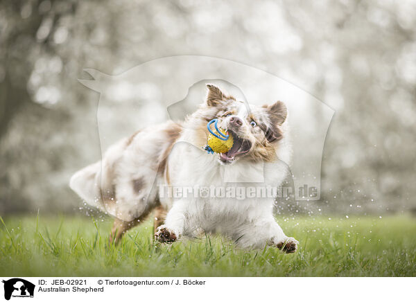 Australian Shepherd / Australian Shepherd / JEB-02921