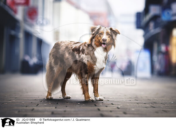 Australian Shepherd / Australian Shepherd / JQ-01988